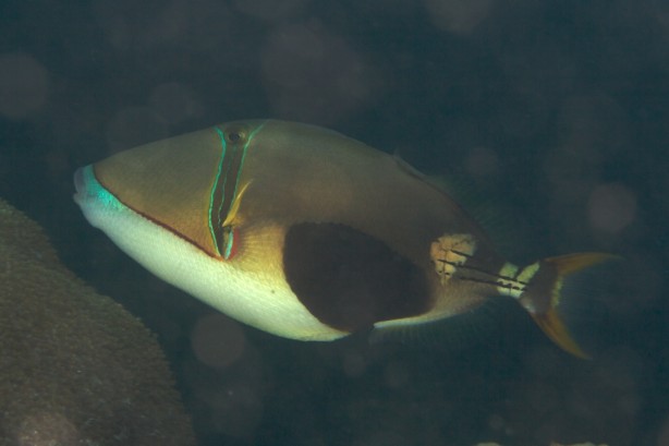 Foto - Dünya şokta! Bu halde bulundu
