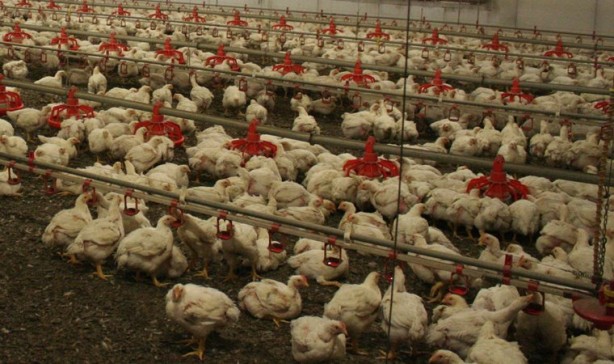 Foto - Dünya şokta! İlk kez insanda tespit edildi