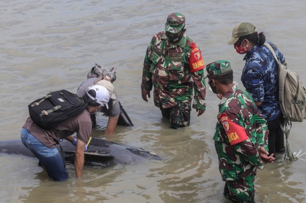 Dünya şokta! Onlarca pilot balina kıyıya vurdu