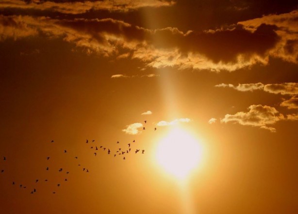 Foto - Dünya tarihinin en sıcak günü kayıtlara geçti
