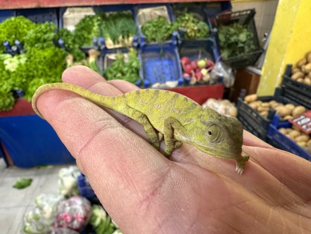 Foto - Dünya Tokat'taki olayı konuşuyor! Her şey manavdan aldığı mandalinayla başladı