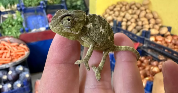 Foto - Dünya Tokat'taki olayı konuşuyor! Her şey manavdan aldığı mandalinayla başladı