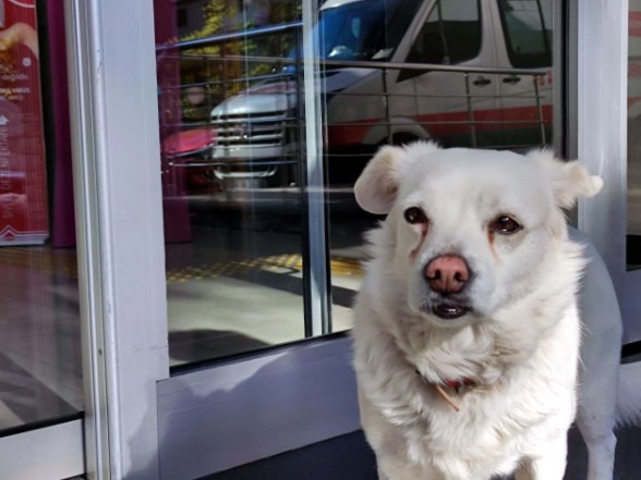 Foto - Dünya Trabzon'daki bu köpeği konuşuyor!