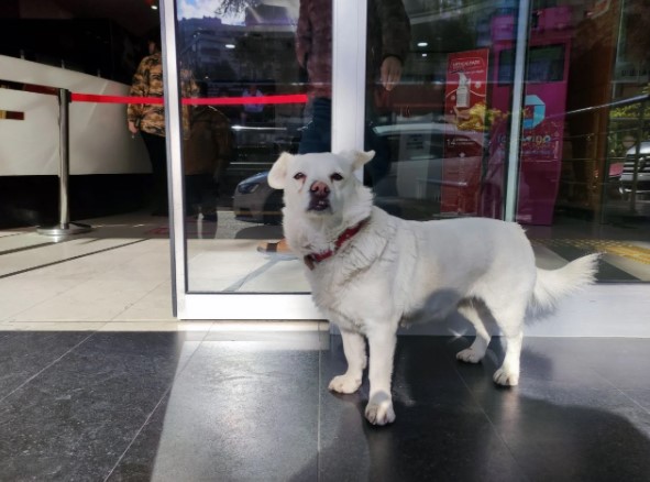 Foto - Dünya Trabzon'daki bu köpeği konuşuyor!