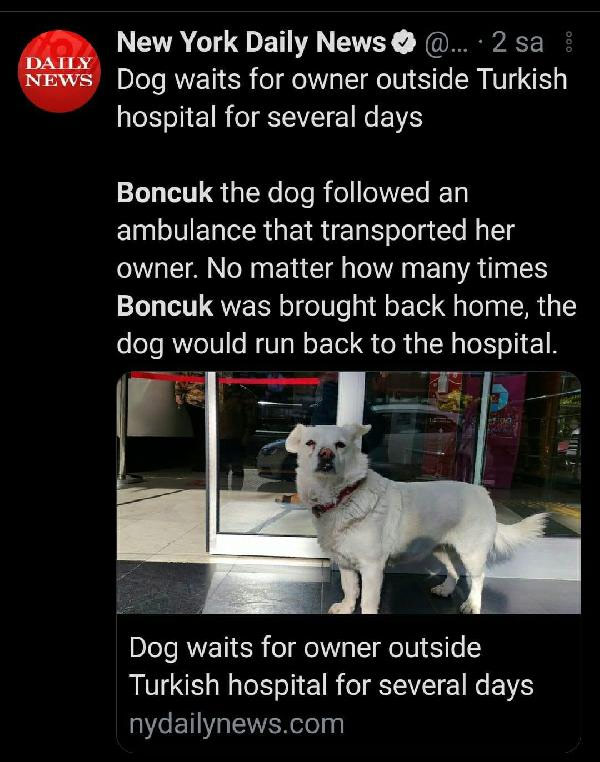 Foto - Dünya Trabzon'daki bu köpeği konuşuyor!