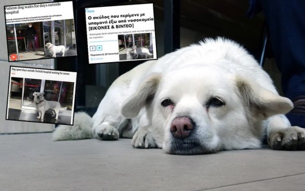 Dünya Trabzon'daki bu köpeği konuşuyor!