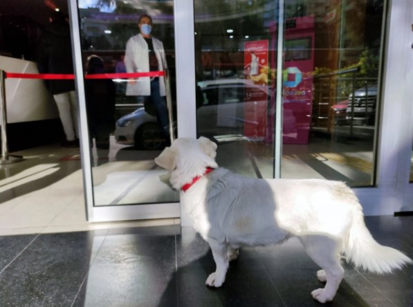 Foto - Dünya Trabzon'daki bu köpeği konuşuyor!