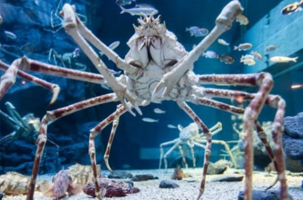 Foto - Dünya üzerindeki en ilginç canlılar