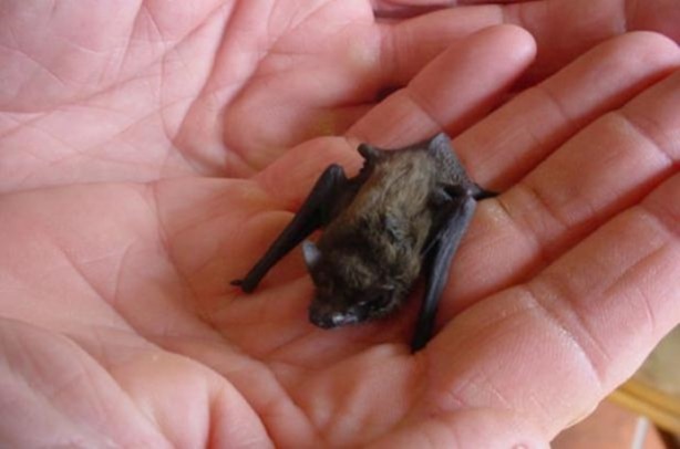 Foto - Dünya üzerindeki en ilginç canlılar