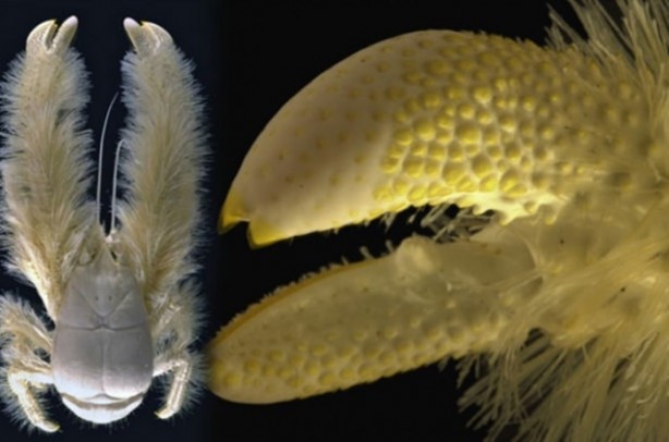 Foto - Dünya üzerindeki en ilginç canlılar