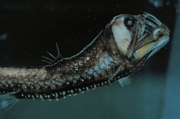 Foto - Dünya üzerindeki en ilginç canlılar