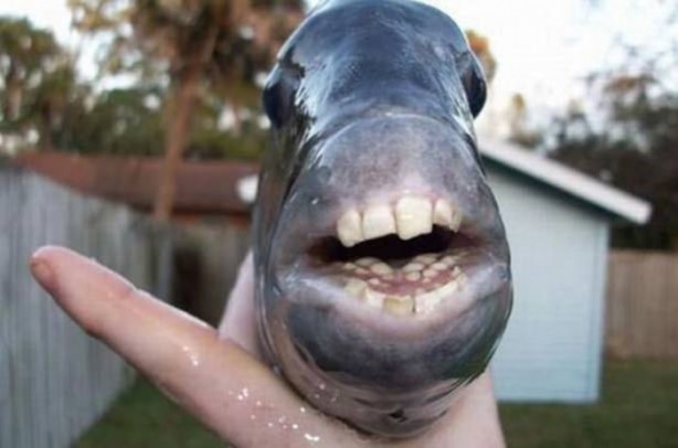 Foto - Dünya üzerindeki en ilginç canlılar