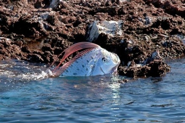 Foto - Dünya üzerindeki en ilginç canlılar
