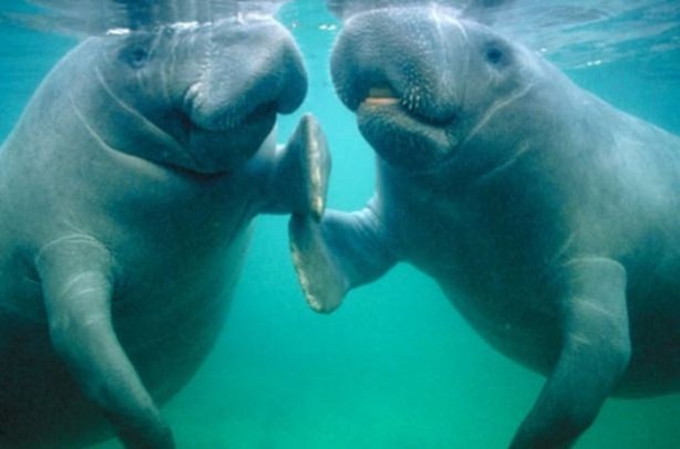 Foto - Dünya üzerindeki en ilginç canlılar
