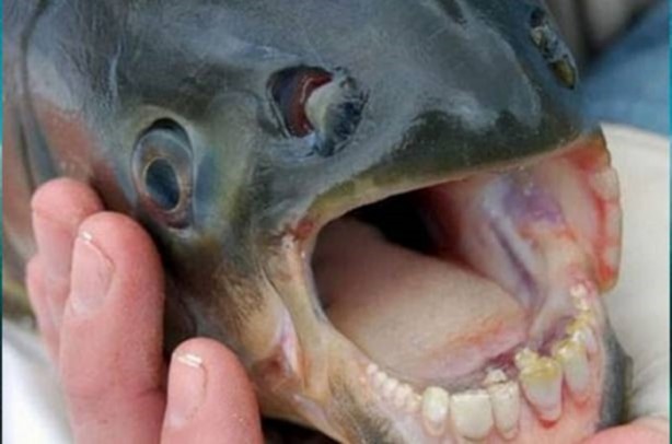 Foto - Dünya üzerindeki en ilginç canlılar