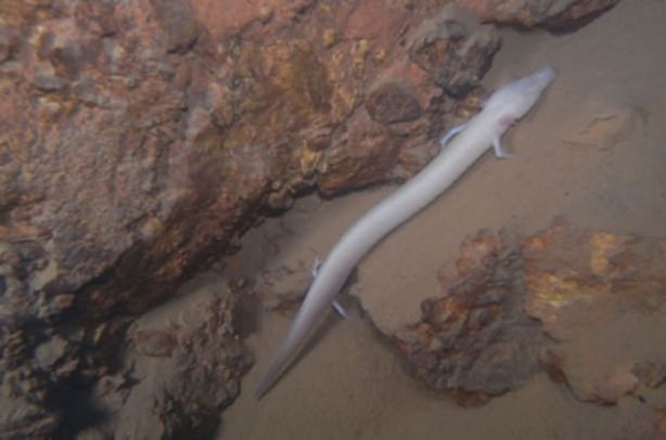 Foto - Dünya üzerindeki en ilginç canlılar