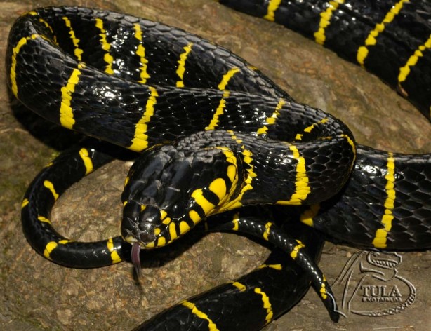 Foto - Dünya viral olan "yılan kedi"yi konuşuyor