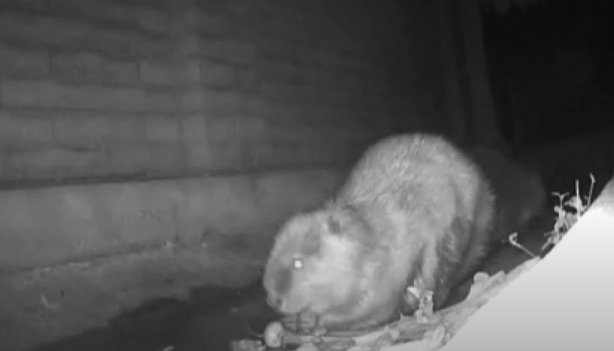 Foto - Dünya yeni bir canlının istilasıyla karşı karşıya! Toprağı darbeli matkap gibi kazan canlı mahalleyi sardı, her yerden böyle fırladı