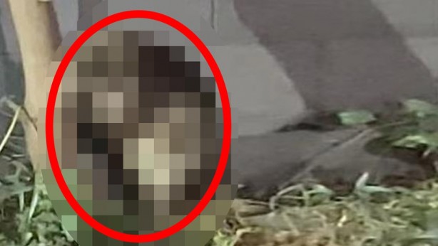 Dünya yeni bir canlının istilasıyla karşı karşıya! Toprağı darbeli matkap gibi kazan canlı mahalleyi sardı, her yerden böyle fırladı