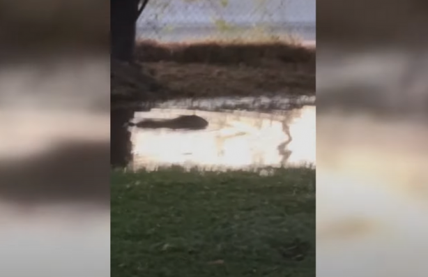 Foto - Dünya yeni bir canlının istilasıyla karşı karşıya! Toprağı darbeli matkap gibi kazan canlı mahalleyi sardı, her yerden böyle fırladı