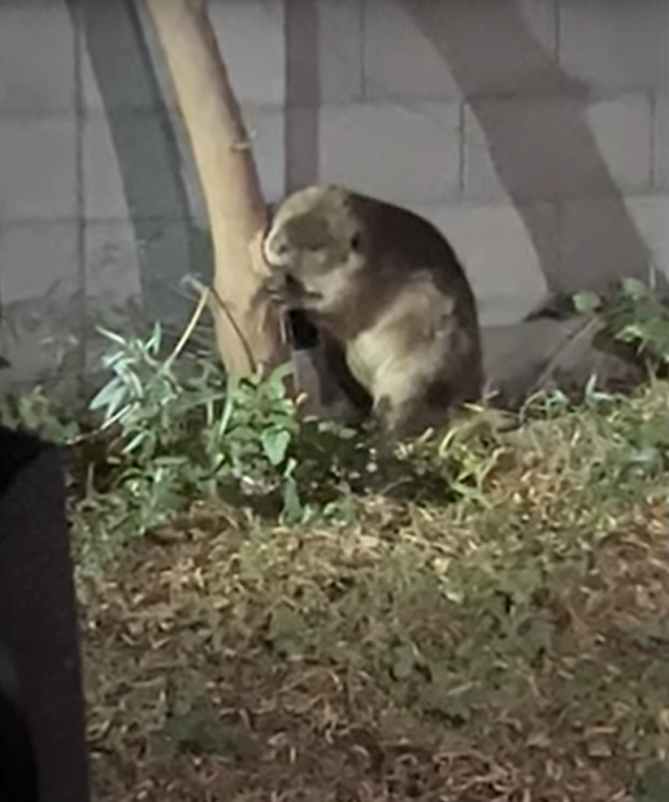 Foto - Dünya yeni bir canlının istilasıyla karşı karşıya! Toprağı darbeli matkap gibi kazan canlı mahalleyi sardı, her yerden böyle fırladı