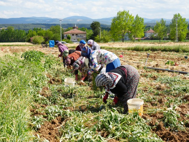 Foto - Dünyaca ünlü Taşköprü sarımsağınıda hasat başladı