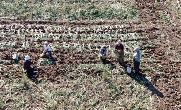 Foto - Dünyaca ünlü Taşköprü sarımsağınıda hasat başladı