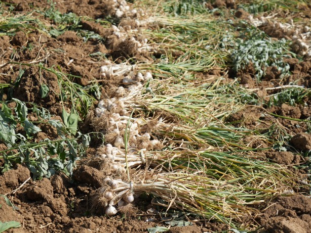 Dünyaca ünlü Taşköprü sarımsağınıda hasat başladı