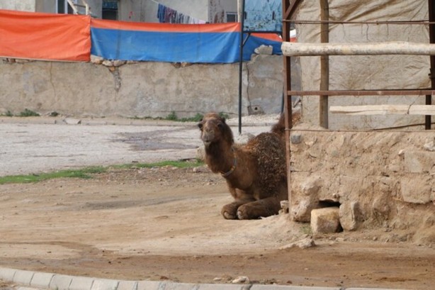 Foto - Dünyada 3 ülkede yer alıyor: Görenler hayran kalıyor