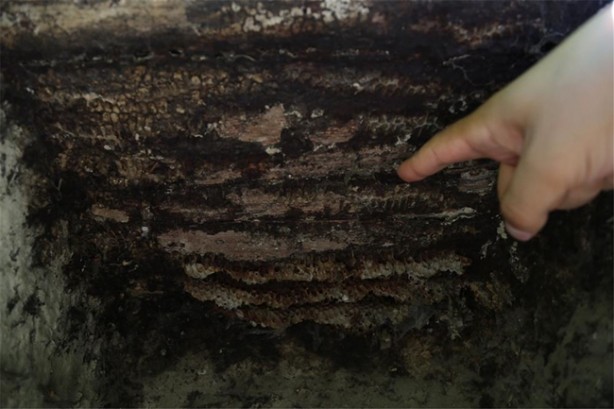 Dünyada başka bir örneği yok!