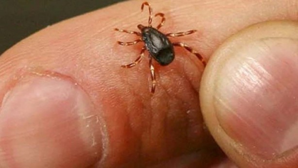 Foto - Dünyada bir ilk! Binlerce kişiyi öldüren hastalığa ilk aşı Türkiye'den