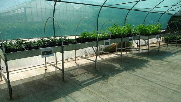 Foto - Dünyada bir ilk! Çiftçilerden yoğun ilgi gördü