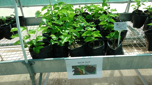 Foto - Dünyada bir ilk! Çiftçilerden yoğun ilgi gördü