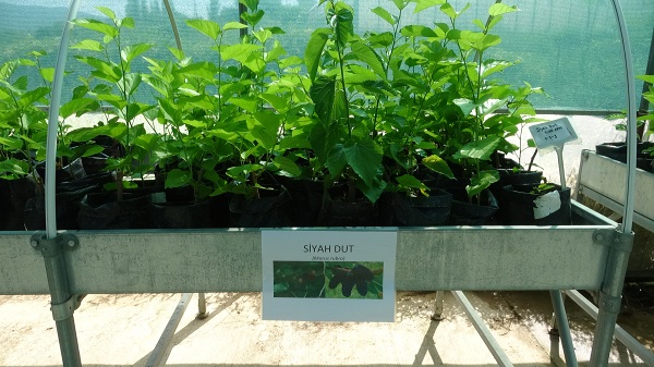 Foto - Dünyada bir ilk! Çiftçilerden yoğun ilgi gördü