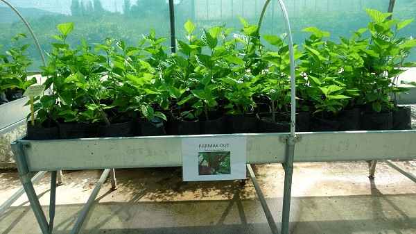 Foto - Dünyada bir ilk! Çiftçilerden yoğun ilgi gördü