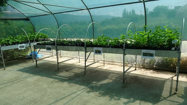 Foto - Dünyada bir ilk! Çiftçilerden yoğun ilgi gördü