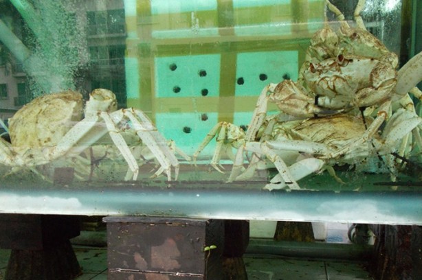 Foto - Dünyada bir ilk 'Fotoğrafçı Köpek'