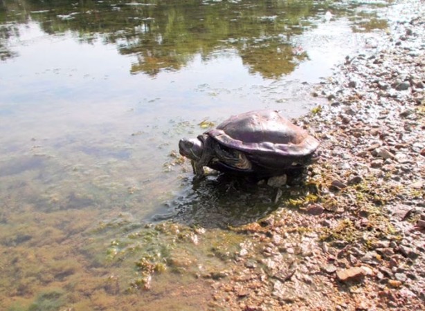 Foto - Dünyada bir ilk 'Fotoğrafçı Köpek'
