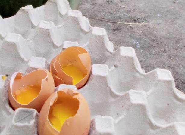 Foto - Dünyada bir ilk 'Fotoğrafçı Köpek'