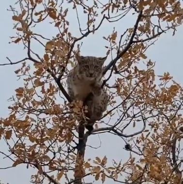 Dünyada birinci derece koruma altında! Tunceli’de görüntülendi
