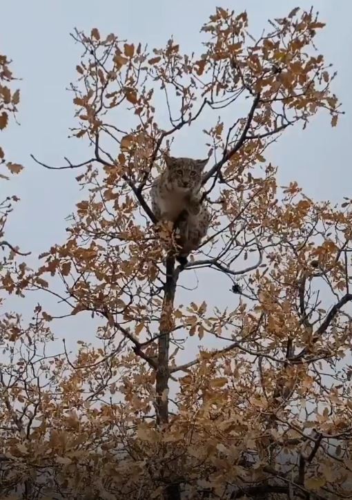 Foto - Dünyada birinci derece koruma altında! Tunceli’de görüntülendi
