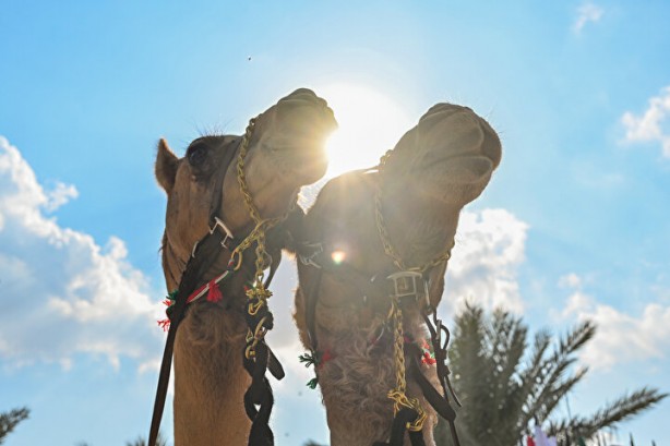Foto - Dünyada böylesi daha önce görülmedi: Develer üzerinde hentbol maçı oynandı