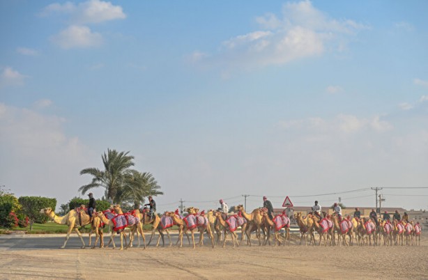 Foto - Dünyada böylesi daha önce görülmedi: Develer üzerinde hentbol maçı oynandı