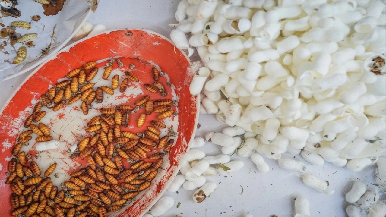 Foto - Dünyada bu üretim tesisinden sadece 7 tane var, biri Bursa’da! Allah’ın şu hikmetine bakın