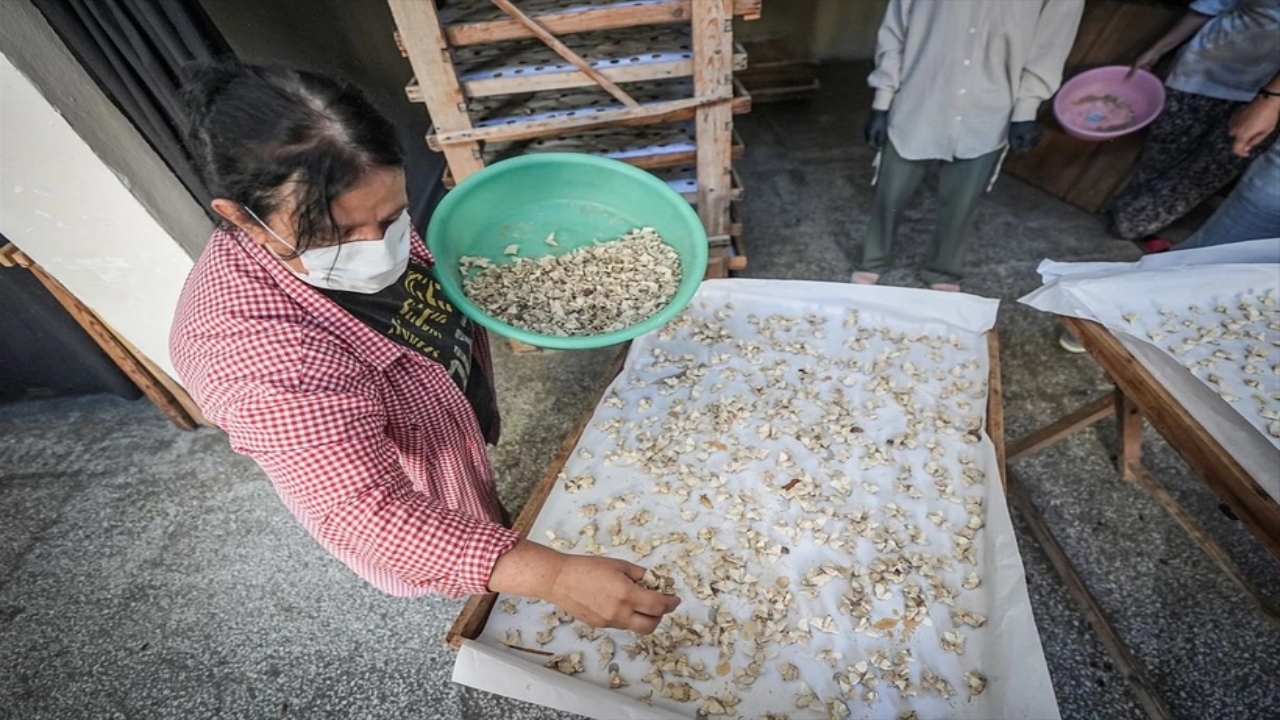 Foto - Dünyada bu üretim tesisinden sadece 7 tane var, biri Bursa’da! Allah’ın şu hikmetine bakın
