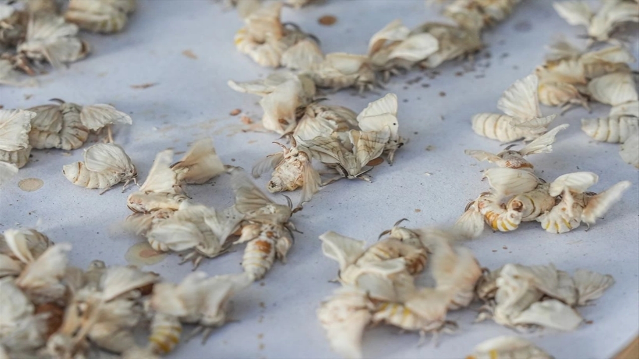 Foto - Dünyada bu üretim tesisinden sadece 7 tane var, biri Bursa’da! Allah’ın şu hikmetine bakın