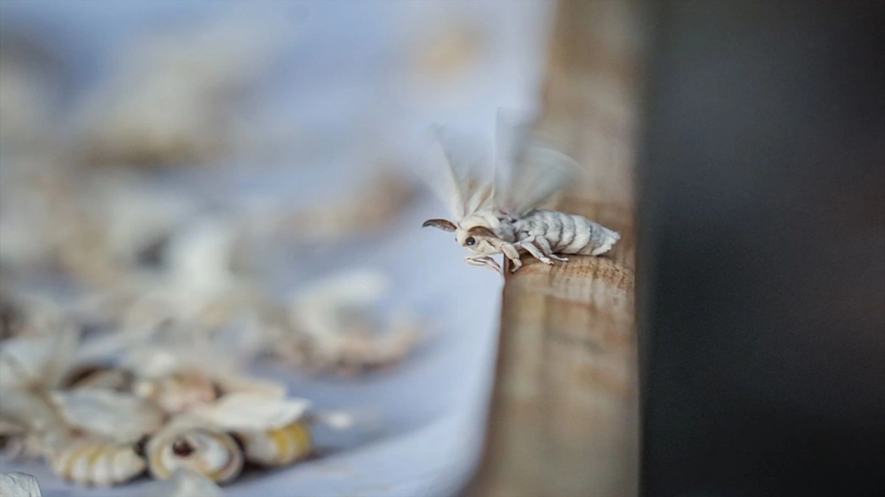 Foto - Dünyada bu üretim tesisinden sadece 7 tane var, biri Bursa’da! Allah’ın şu hikmetine bakın