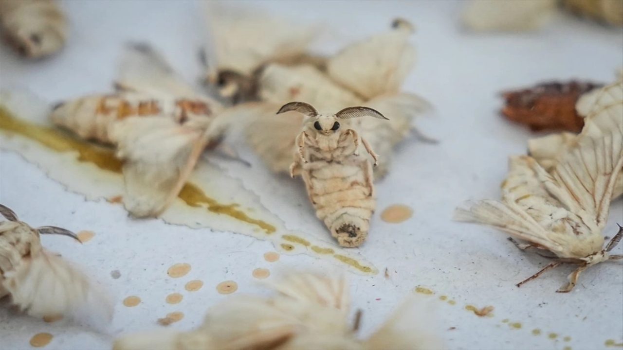Foto - Dünyada bu üretim tesisinden sadece 7 tane var, biri Bursa’da! Allah’ın şu hikmetine bakın