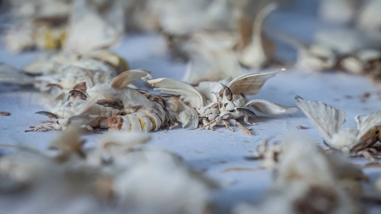 Foto - Dünyada bu üretim tesisinden sadece 7 tane var, biri Bursa’da! Allah’ın şu hikmetine bakın