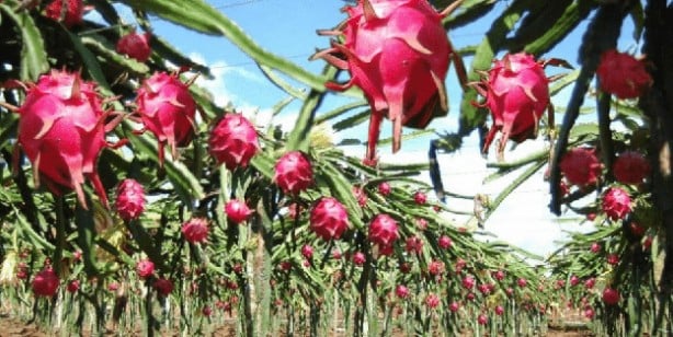 Foto - Dünyada en çok hangi meyve yetişiyor? Dünyanın en ilginç 6 meyvesi
